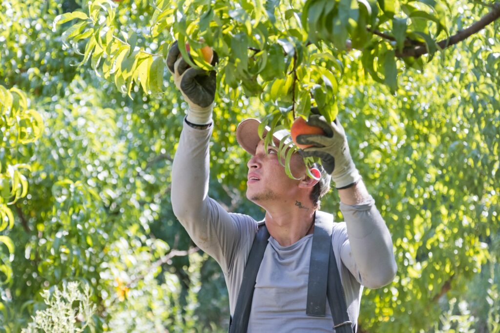 Man picking fruit from a tree